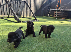 Chunky labrador puppies