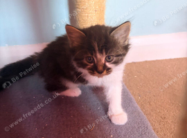 Kittens
