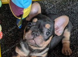 Pups  ready now