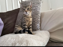 Savannah kitten