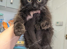 Persian x Ragdoll mix
