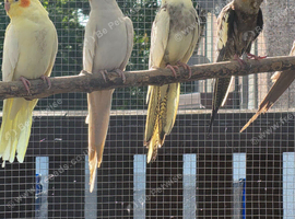 Fallow hen cockatiel