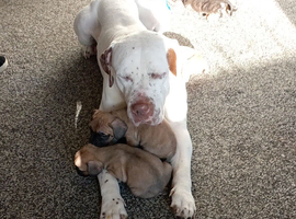 Frenchie bully puppies