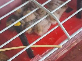 Button quail for sale