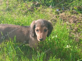 Miniature dachshunds