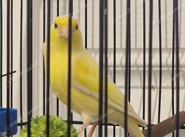 Canary Hen