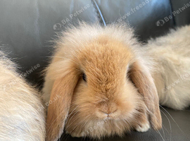 Litter of lion lops. Unusual colours.