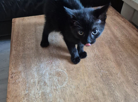 Pure black male kitten