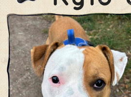 Staffy cross