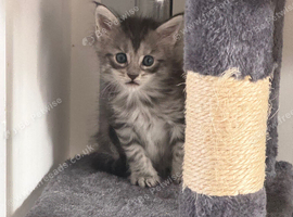 Mainecoon kitten