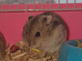 Baby BOY Russian Hamsters