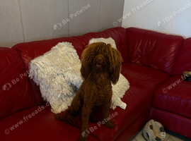 Adult 14mth fox red miniature poodle