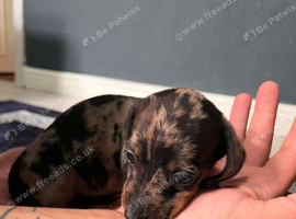 Miniature Dachshund Puppy for Sale