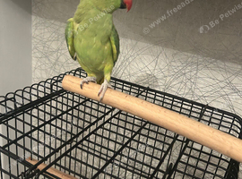 Tamed ringneck with cage