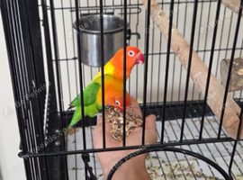 Pair Love Birds