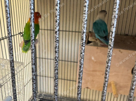 Lots of pairs of love birds