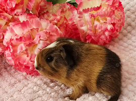 Baby sow available