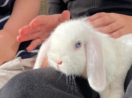 Adorable Mini lops