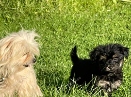 Norfolk terrier Cross, Yorkshire terrier