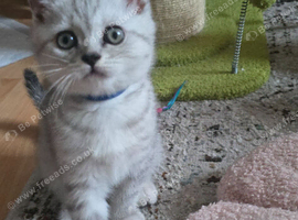 Kittens ready for their new home ️