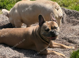Female French bulldogs