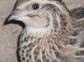 10 FEMALE Japanese and Italian gold quail for sale
