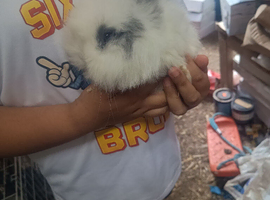 Lion head bonny for sale