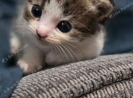 beautiful kittens