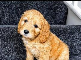 Cockapoo