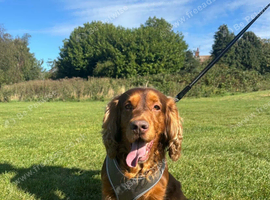 Handsome Show Cocker Spaniel Available at Stud