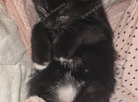 Lovely kittens