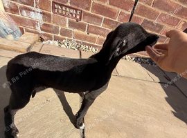 Lovely beautiful lurcher puppy for sale