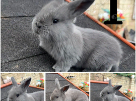 2 x Continental giant x French lop babies