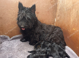 Scottish terrier x miniature schnauzer