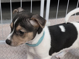 1 STUNNING BOY LEFT Gorgeous Litter Of Traditional Jack Russell Puppies 4 Boys 1 Girl
