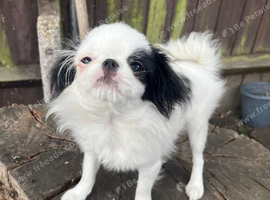 Japanese Chin boy for sale