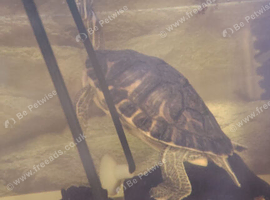 Yellow bellied slider