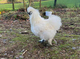 Two silkie cockerels