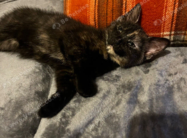 Maincoon X reduced price last one left black female