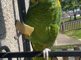 Tame male blue fronted amzone for sale