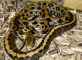 Taiwanese beauty snakes