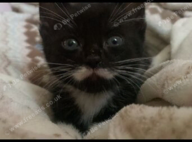Beautiful male kitten forsale