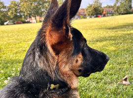 German shepherd