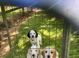 Cocker Spaniel Puppies for Sale.