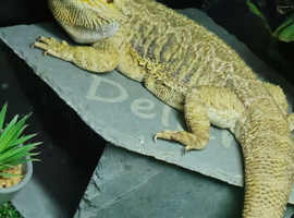 Bearded dragon