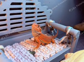 Red Monster baby Bearded Dragons