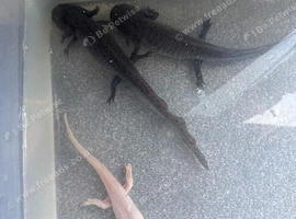 1 albino and 2 wild axalots