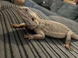 2 bearded dragons
