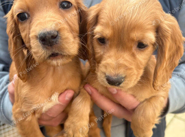 Beautiful cocker spaniel puppies