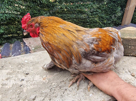 Cockrels for sale